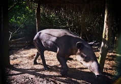 Baird's Tapir