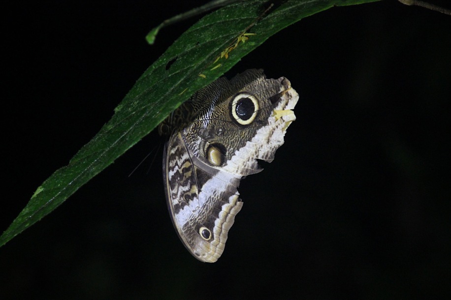 Magnificent Owl Butterfly